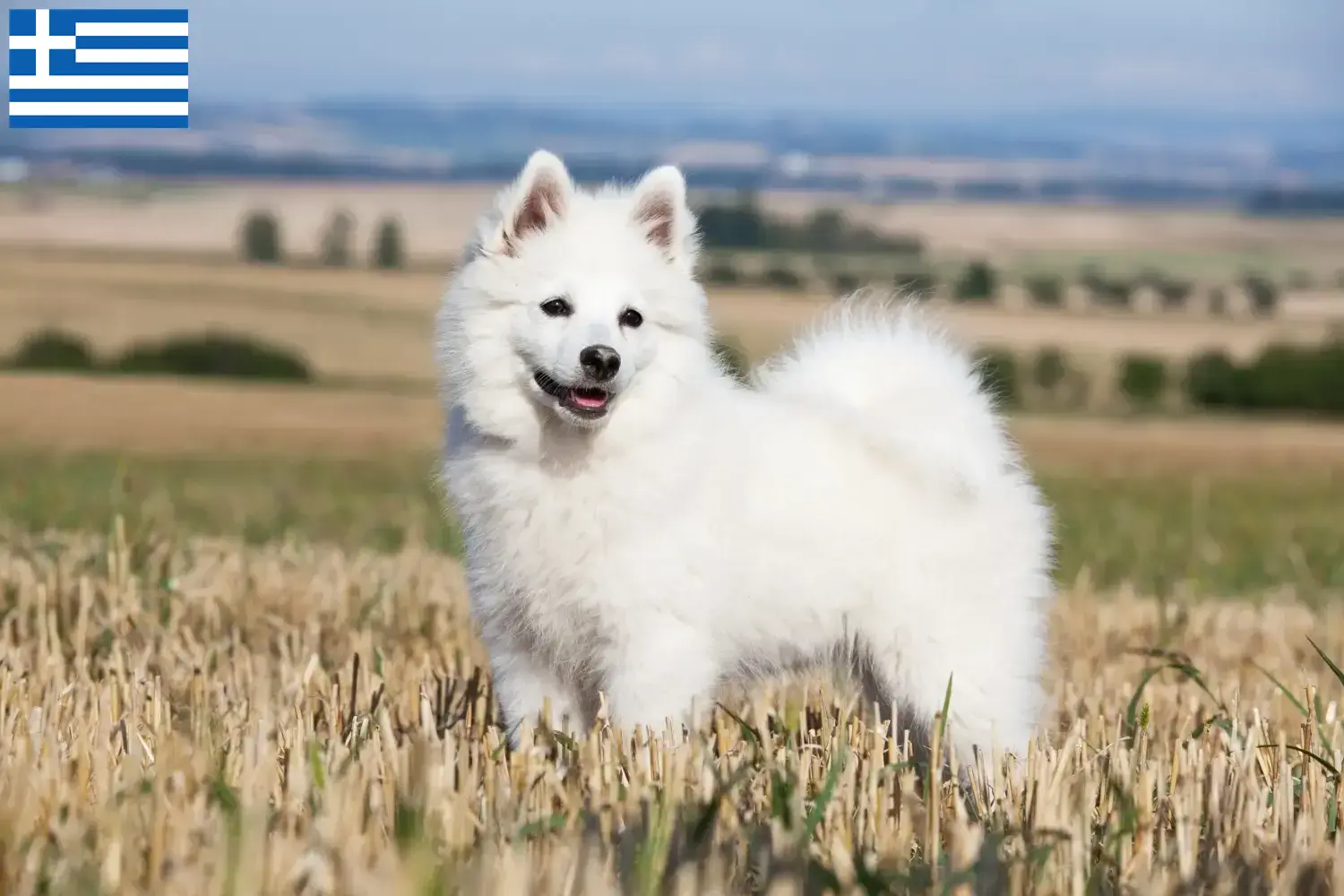 Spitz puppy's en fokkers Griekenland Hier vind je topfokkers in Griekenland.