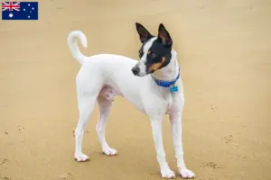 Lees meer over het artikel Tenterfield Terrier fokkers en puppies in Australië
