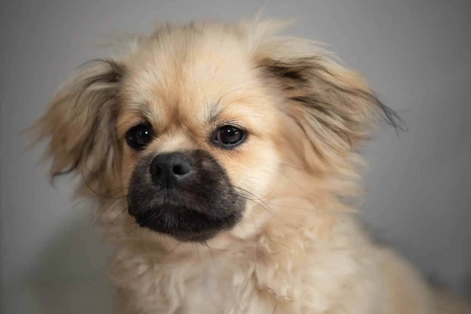 Een Tibetaanse spaniël puppy kopen betekent verantwoordelijkheid nemen! Tibetaanse spaniël puppy kopen.