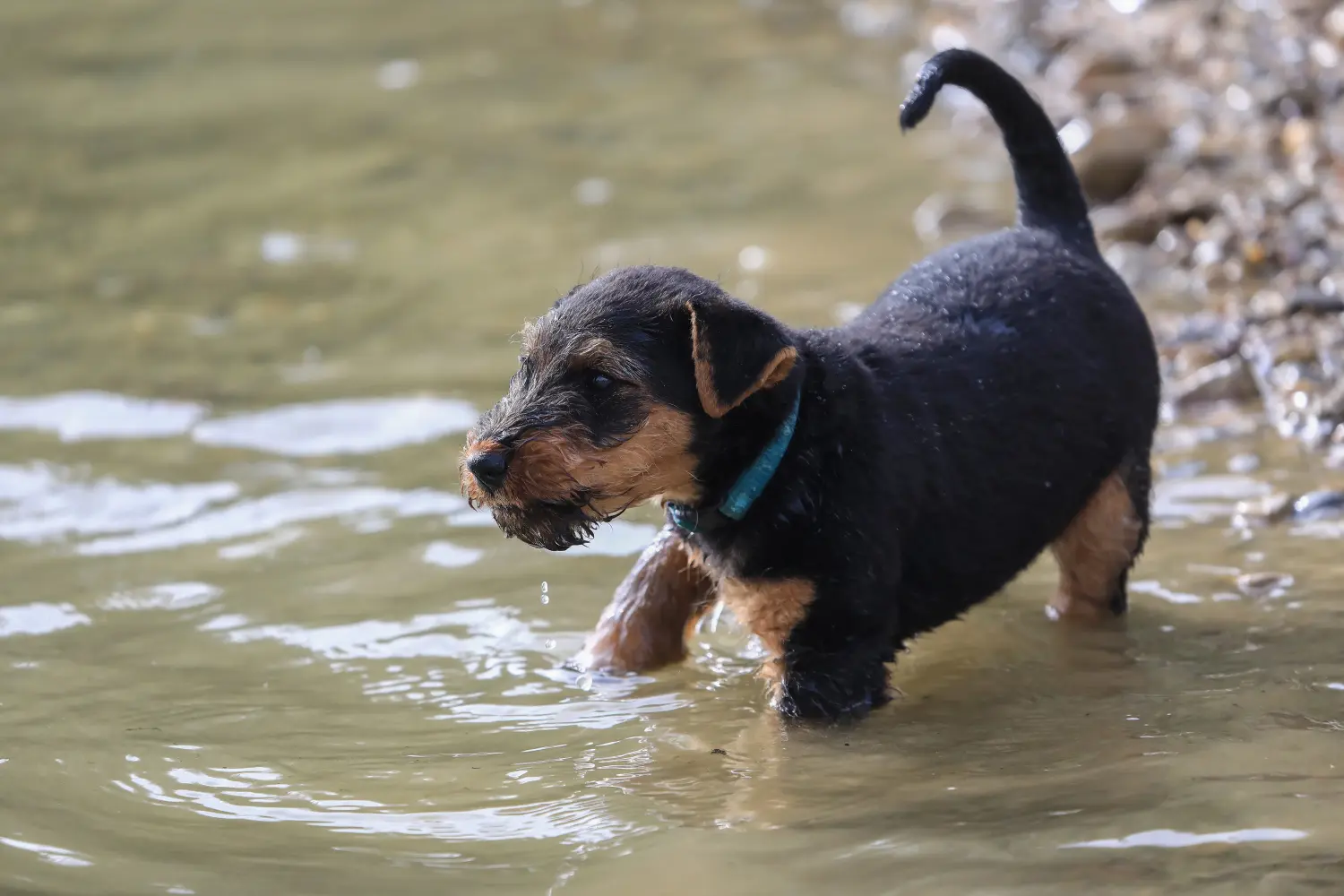 Een Welsh Terrier puppy kopen betekent verantwoordelijkheid nemen! Welsh Terrier puppy kopen.
