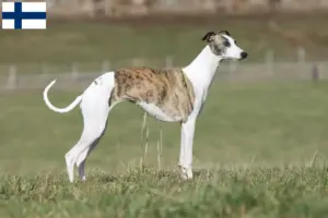 Lees meer over het artikel Whippet fokkers en pups in Finland