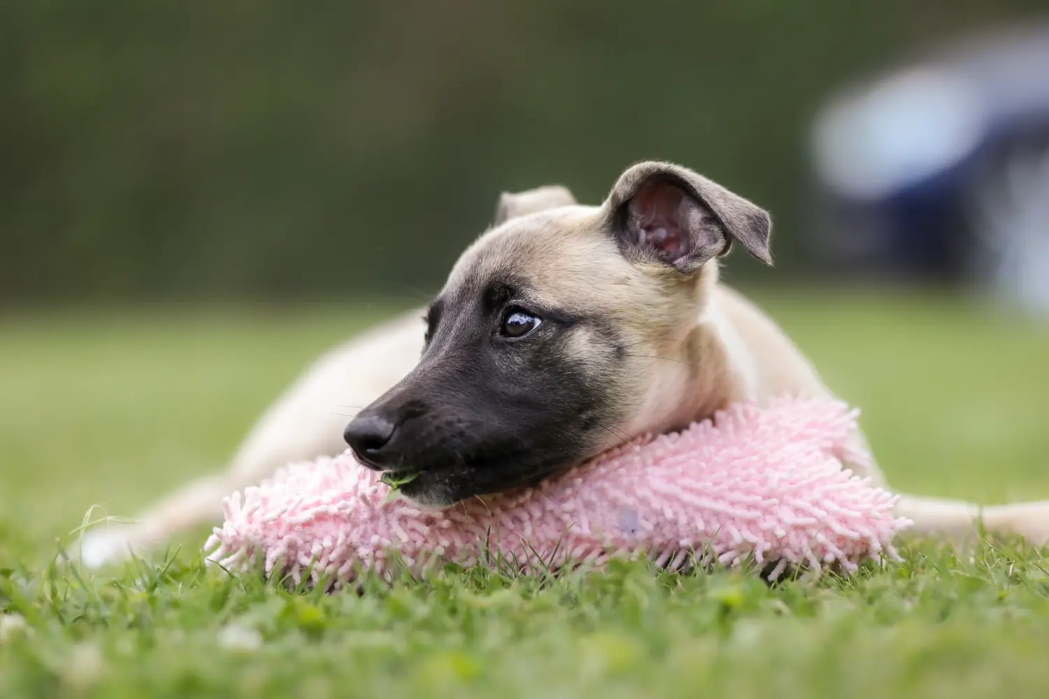 Een Whippet puppy kopen betekent verantwoordelijkheid nemen! Whippet puppy kopen.