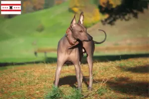 Lees meer over het artikel Xolo fokkers en pups in Drenthe