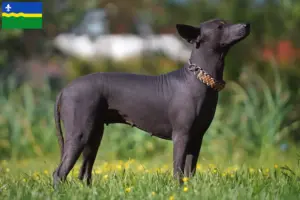 Lees meer over het artikel Xolo fokkers en pups in Flevoland