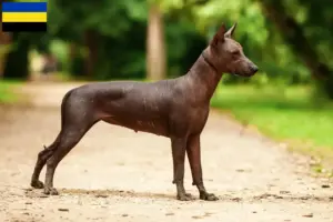 Lees meer over het artikel Xolo fokkers en pups in Gelderland
