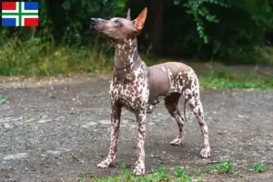Lees meer over het artikel Xolo fokkers en pups in Groningen