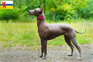Lees meer over het artikel Xolo fokkers en pups in Limburg