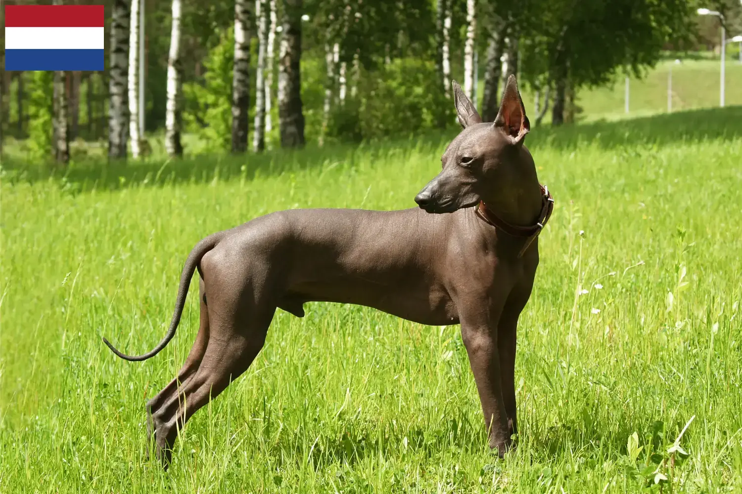 Xolo pups en fokkers Nederland Hier vind je Xolos fokkers in Nederland.