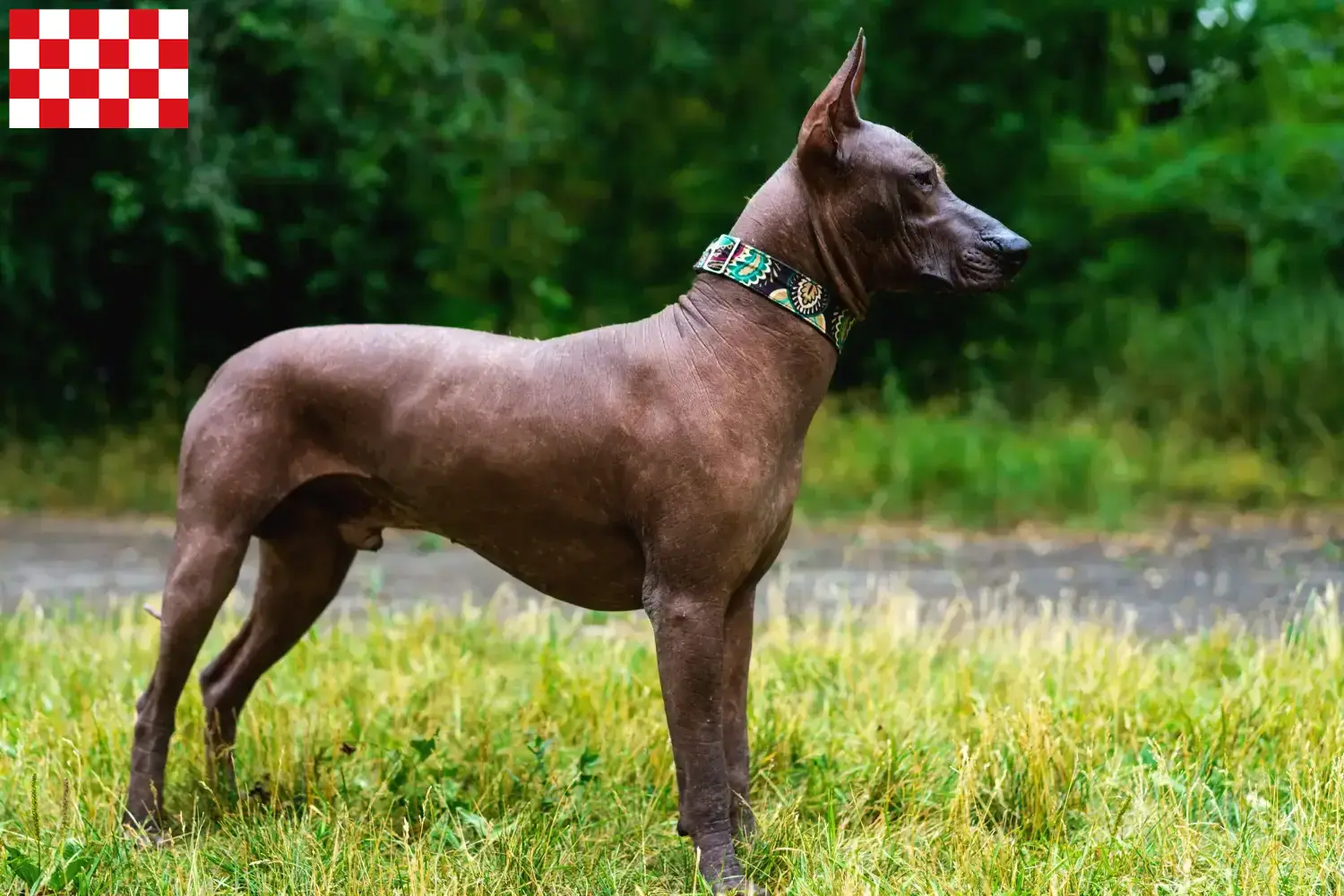 Xolo pups en fokkers Noord-Brabant Vind hier Xolos fokkers in Noord-Brabant.