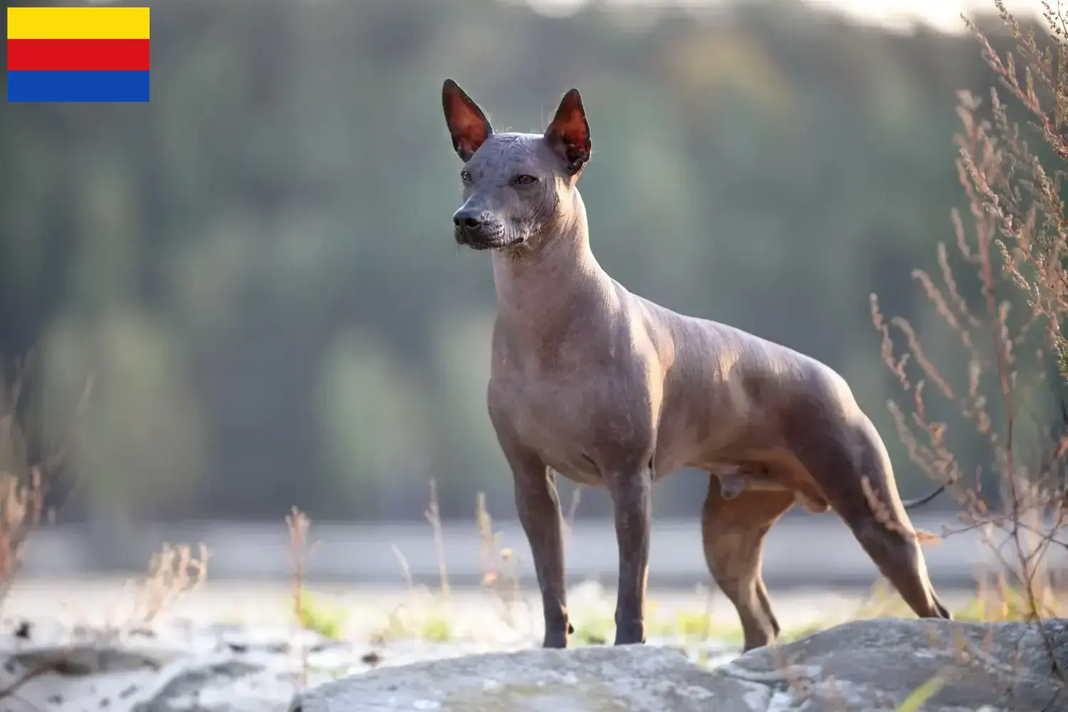 Xolo pups en fokkers Noord-Holland Hier vind je Xolos fokkers in Noord-Holland.