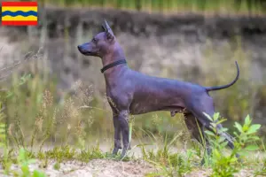 Lees meer over het artikel Xolo fokkers en pups in Overijssel