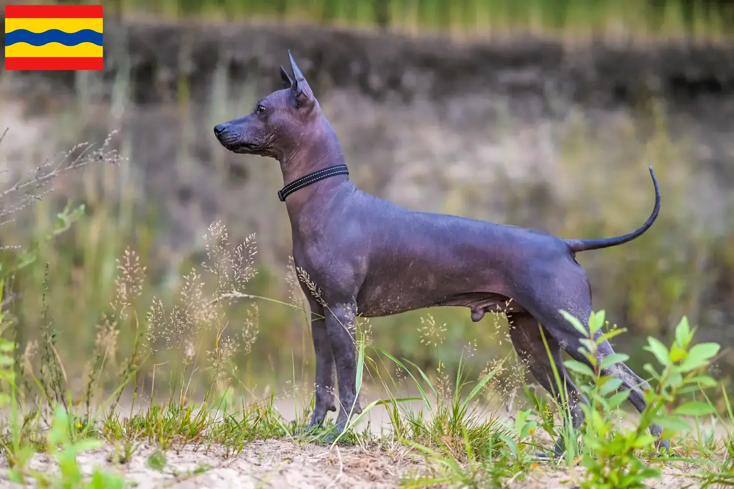 Xolo pups en fokkers Overijssel Vind hier Xolos fokkers in Overijssel.