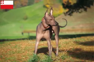 Lees meer over het artikel Xolo fokkers en pups in Utrecht