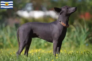 Lees meer over het artikel Xolo fokkers en pups in Zeeland