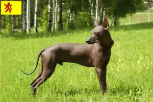 Lees meer over het artikel Xolo fokkers en pups in Zuid-Holland