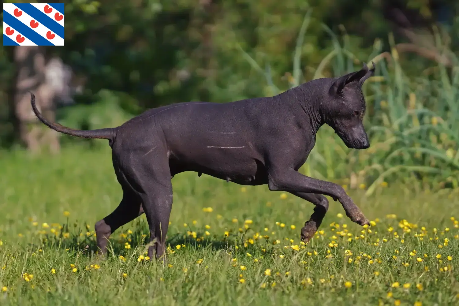 Xolo pups en fokker Friesland Vind hier Xolos fokkers in Friesland.