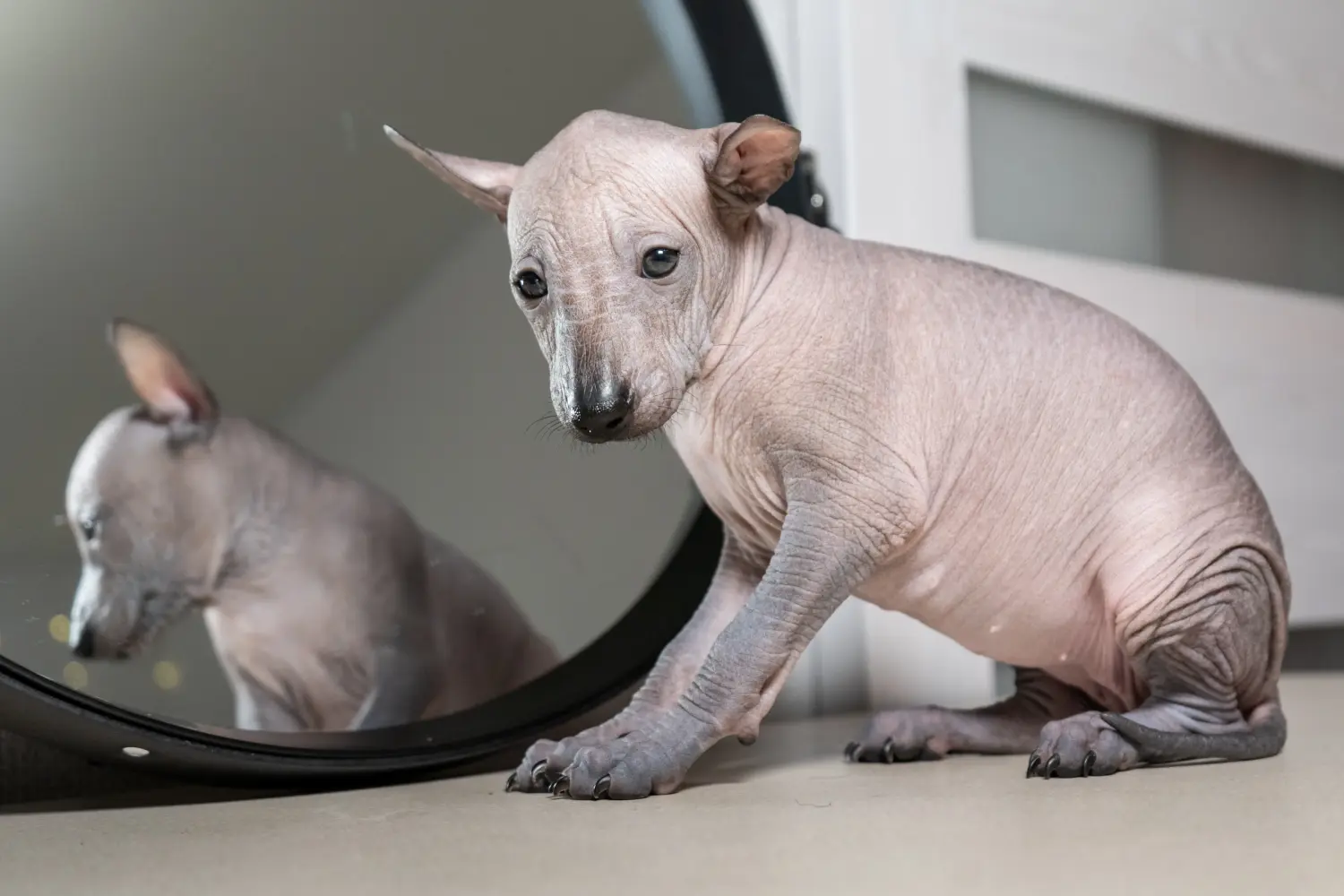 Een Xolo puppy kopen betekent verantwoordelijkheid nemen! Xolo puppy's kopen.