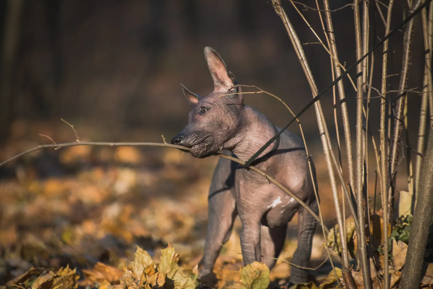 Een Xolo puppy kopen betekent verantwoordelijkheid nemen! Xolo puppy's kopen.
