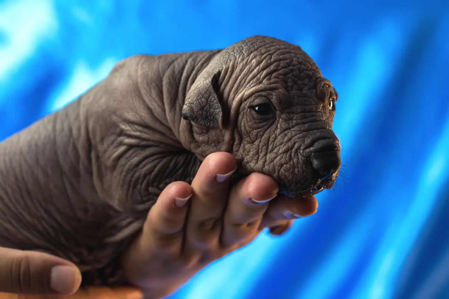 Een Xolo puppy kopen betekent verantwoordelijkheid nemen! Xolo puppy's kopen.