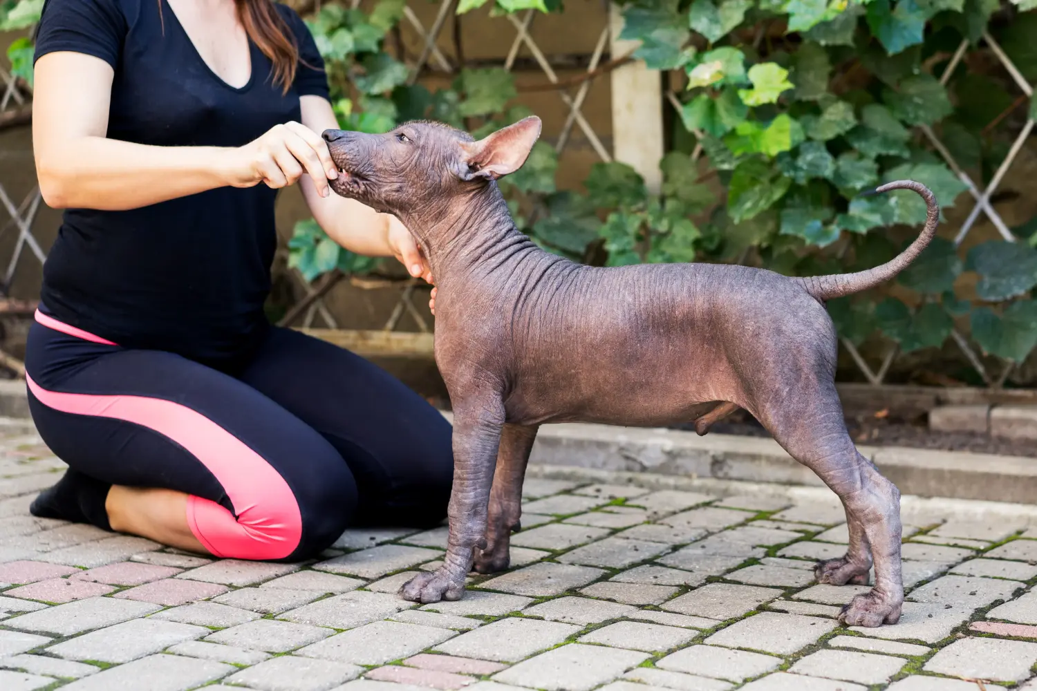 Een Xolo puppy kopen betekent verantwoordelijkheid nemen! Xolo puppy's kopen.