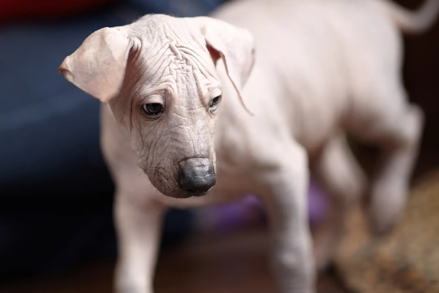 Een Xolo puppy kopen betekent verantwoordelijkheid nemen! Xolo puppy's kopen.