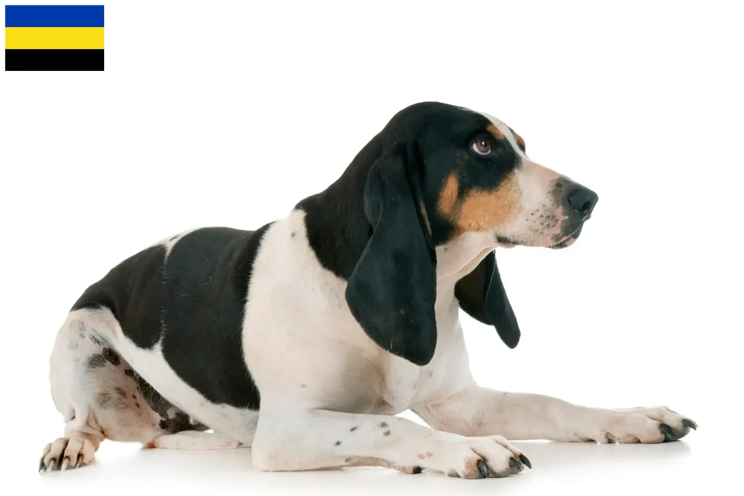 Zwitserse windhond puppies en fokkers Gelderland Hier vind je fokkers van Zwitserse Berghonden in Gelderland.
