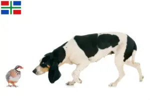 Lees meer over het artikel Zwitserse windhond fokkers en pups in Groningen