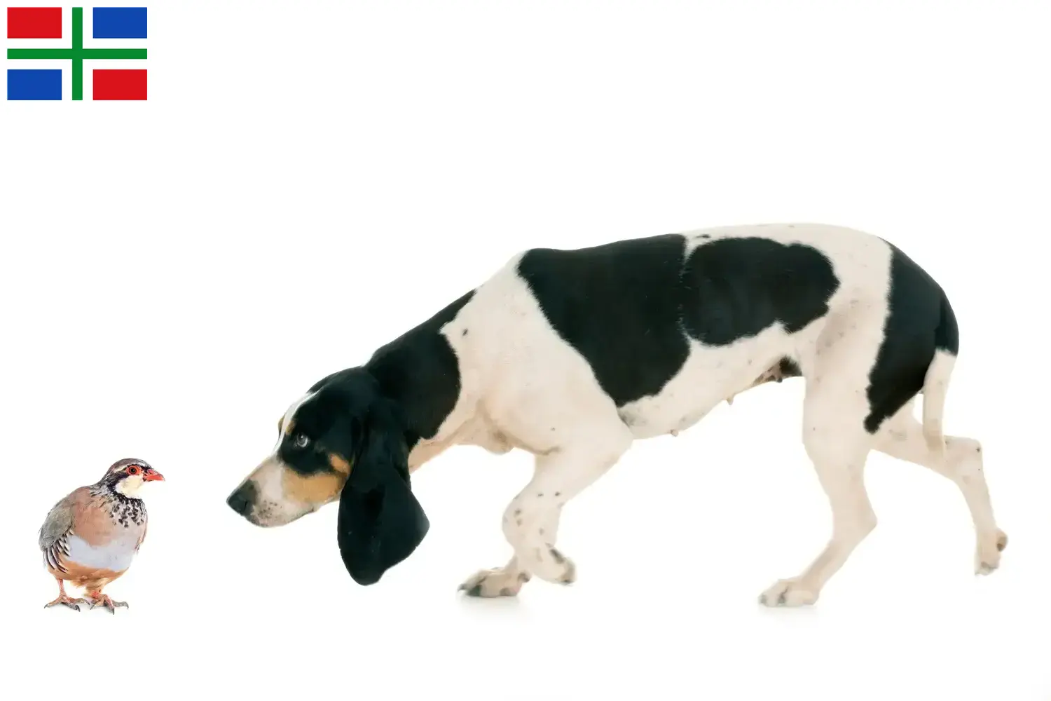 Zwitserse windhond puppies en fokkers Groningen Hier vind je Zwitsers lopende hondenfokkers in Groningen.
