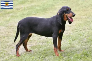 Lees meer over het artikel Zwitserse windhond fokkers en pups in Zeeland