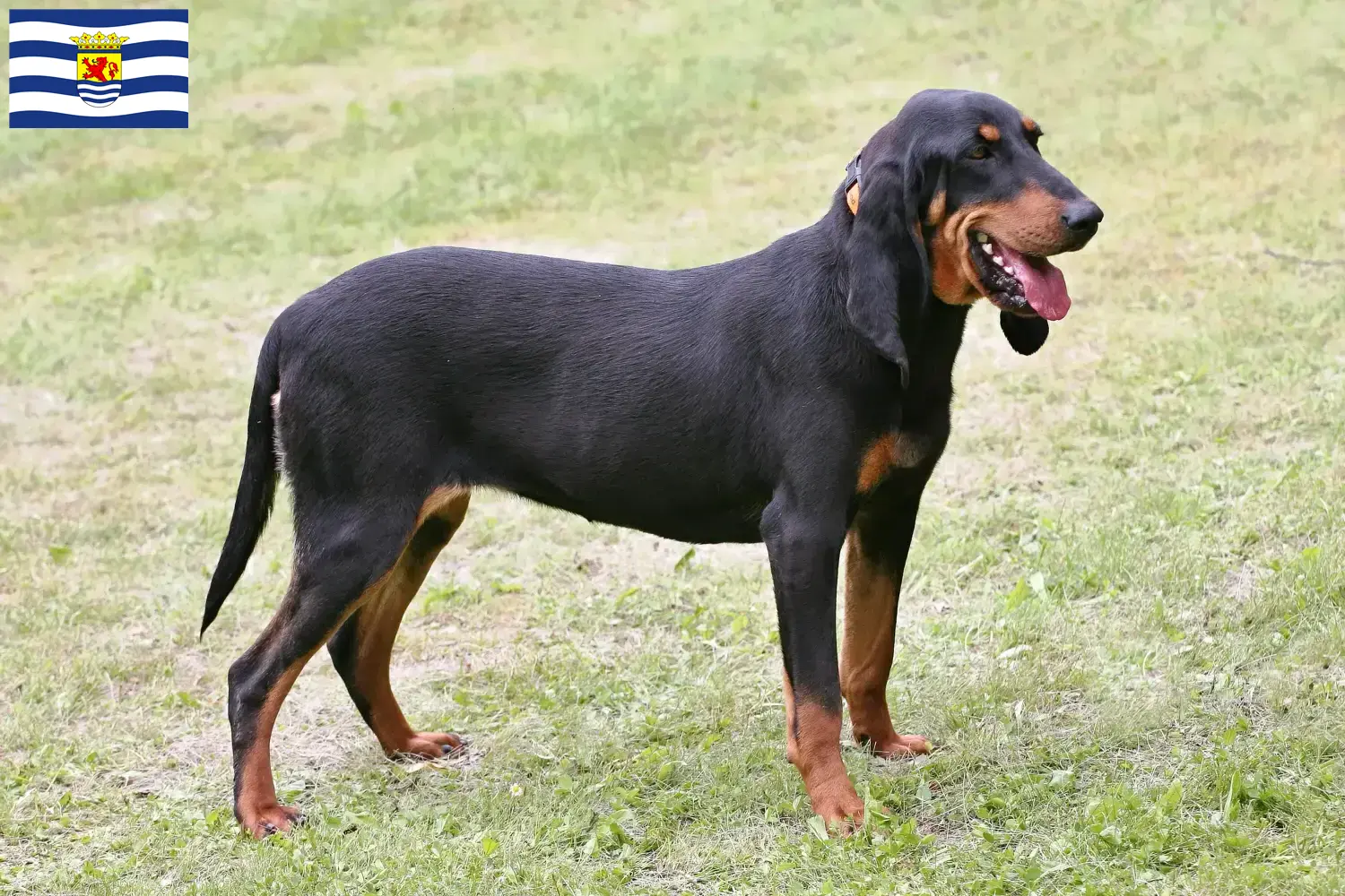 Zwitserse windhond puppies en fokkers Zeeland Hier vind je fokkers van Zwitserse Sennenhonden in Zeeland.