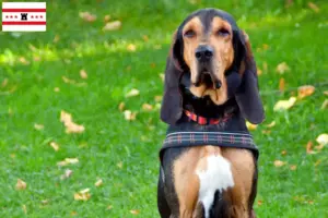 Lees meer over het artikel Zwitserse windhond fokkers en pups in Drenthe