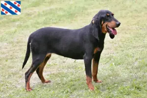 Lees meer over het artikel Zwitserse windhond fokkers en pups in Friesland