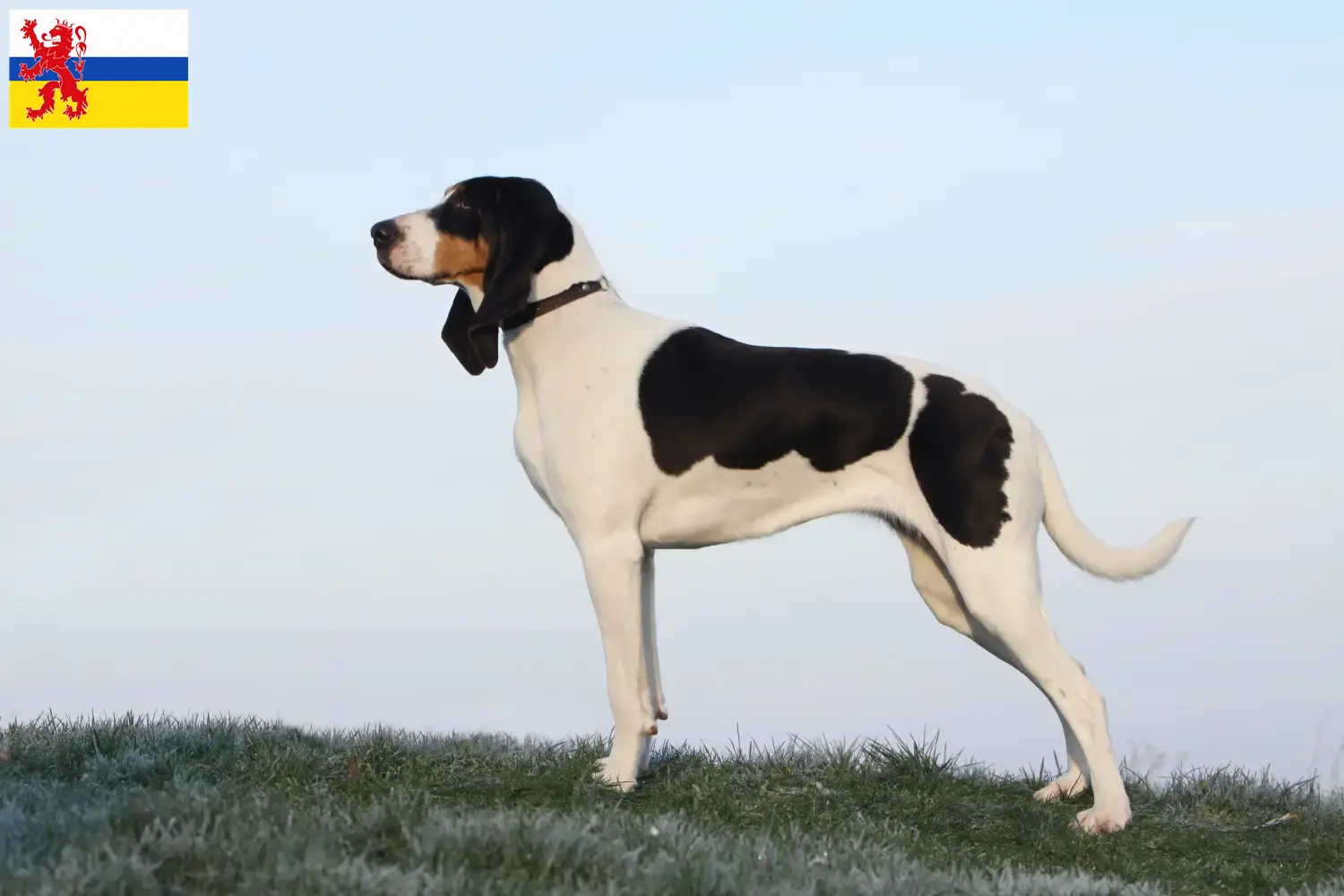 Zwitserse windhond puppies en fokkers Limburg Hier vind je fokkers van Zwitserse Berghonden in Limburg.