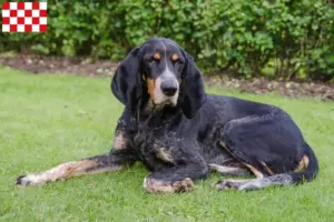 Lees meer over het artikel Zwitserse windhond fokkers en pups in Noord-Brabant