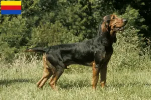 Lees meer over het artikel Zwitserse windhond fokkers en puppies in Noord-Holland