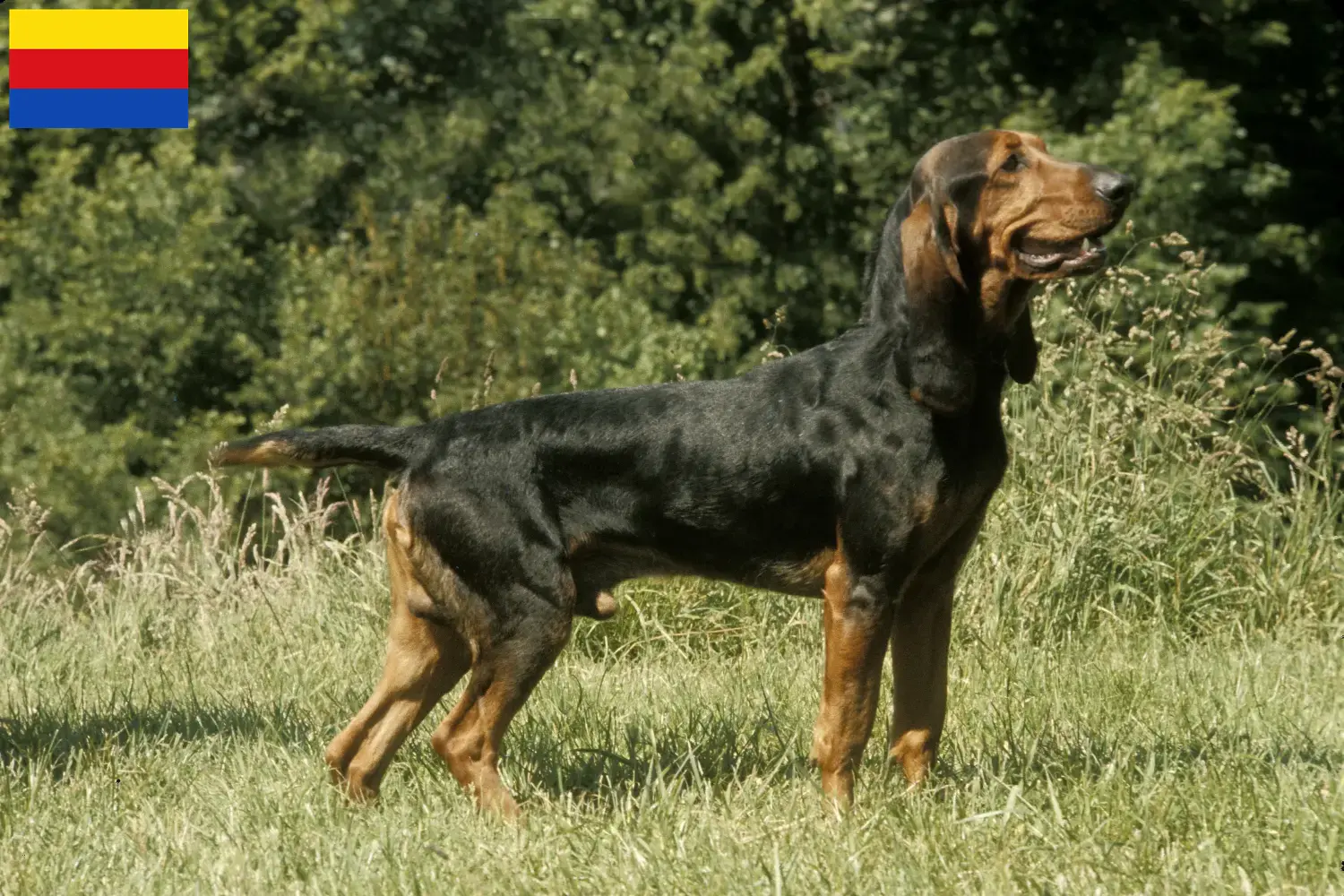Zwitserse windhond pups en fokkers Noord-Holland Hier vind je fokkers van Zwitserse Berghonden in Noord-Holland.