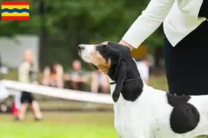 Lees meer over het artikel Zwitserse windhond fokkers en pups in Overijssel