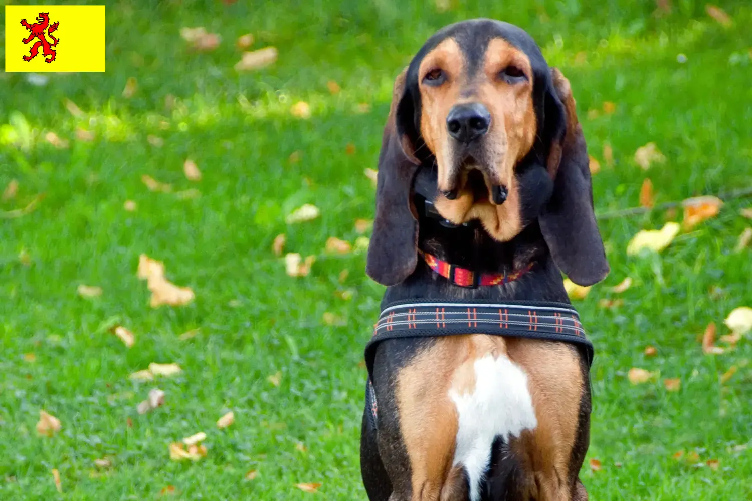 Zwitserse windhond puppies en fokkers Zuid-Holland Hier vind je fokkers van Swiss Hound in Zuid-Holland.