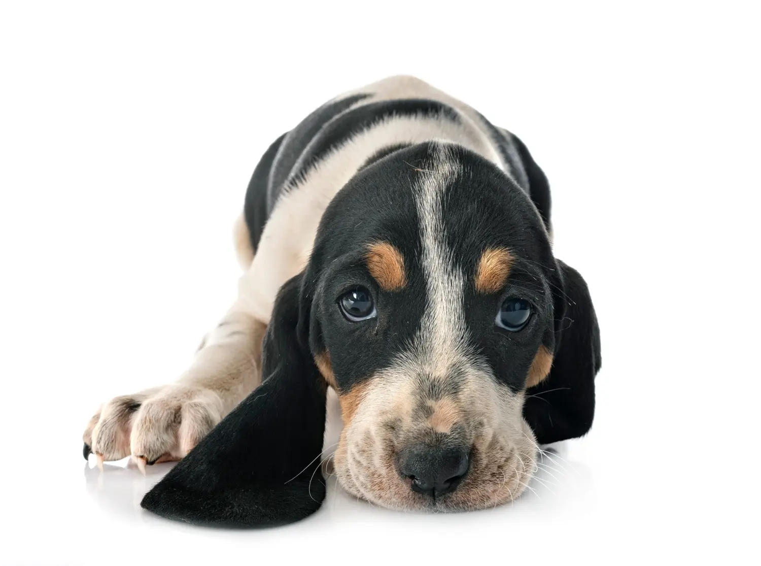 Een Swiss hound puppy kopen betekent verantwoordelijkheid nemen! Puppies van Zwitserse windhond kopen.