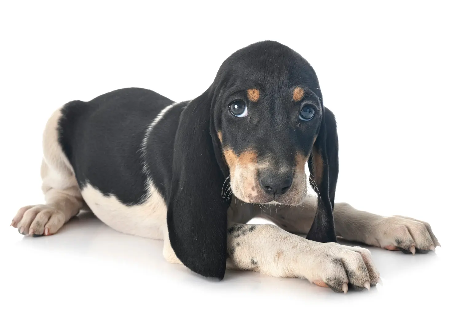Een Swiss hound puppy kopen betekent verantwoordelijkheid nemen! Puppies van Zwitserse windhond kopen.