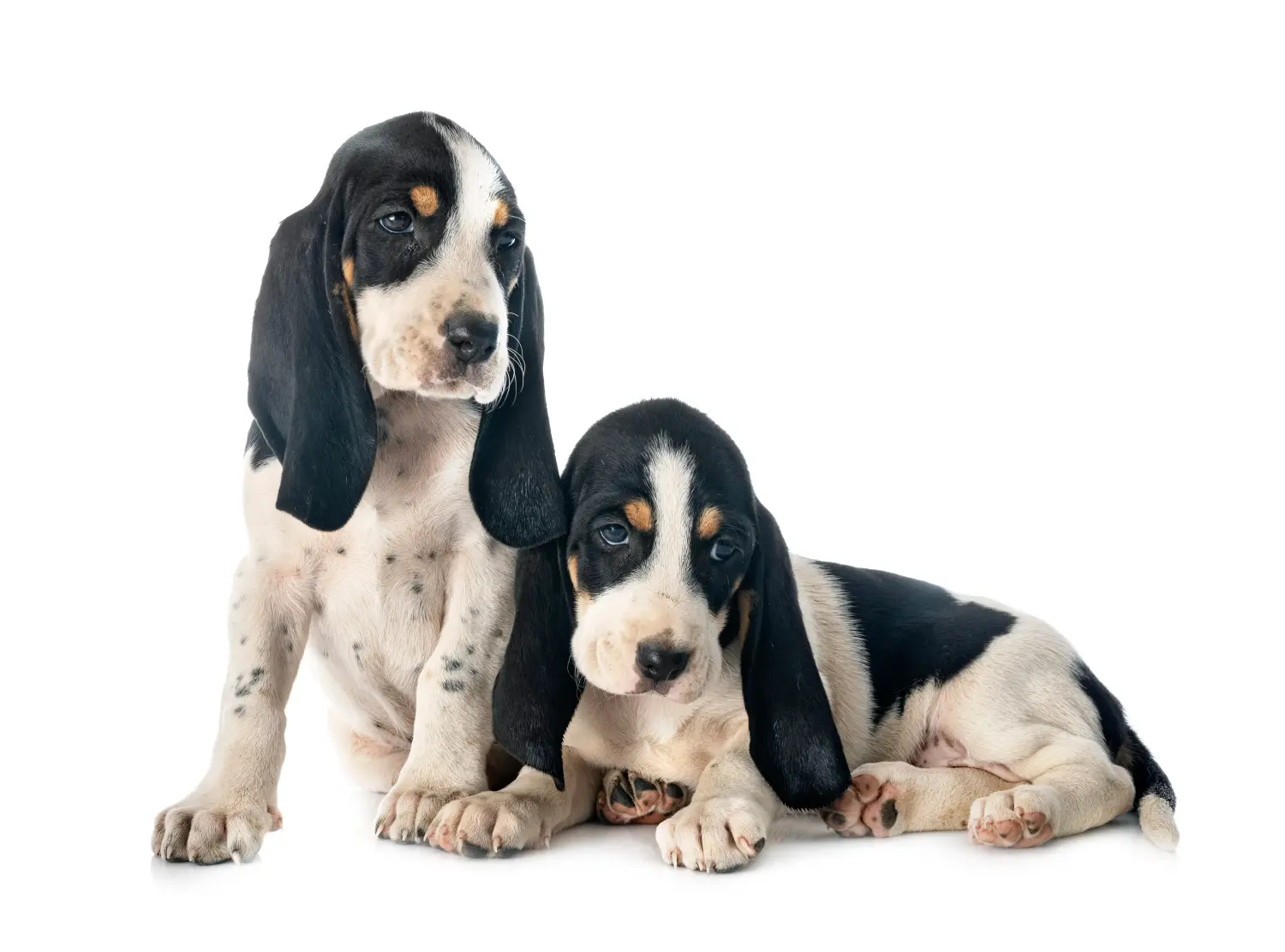 Een Swiss hound puppy kopen betekent verantwoordelijkheid nemen! Puppies van Zwitserse windhond kopen.