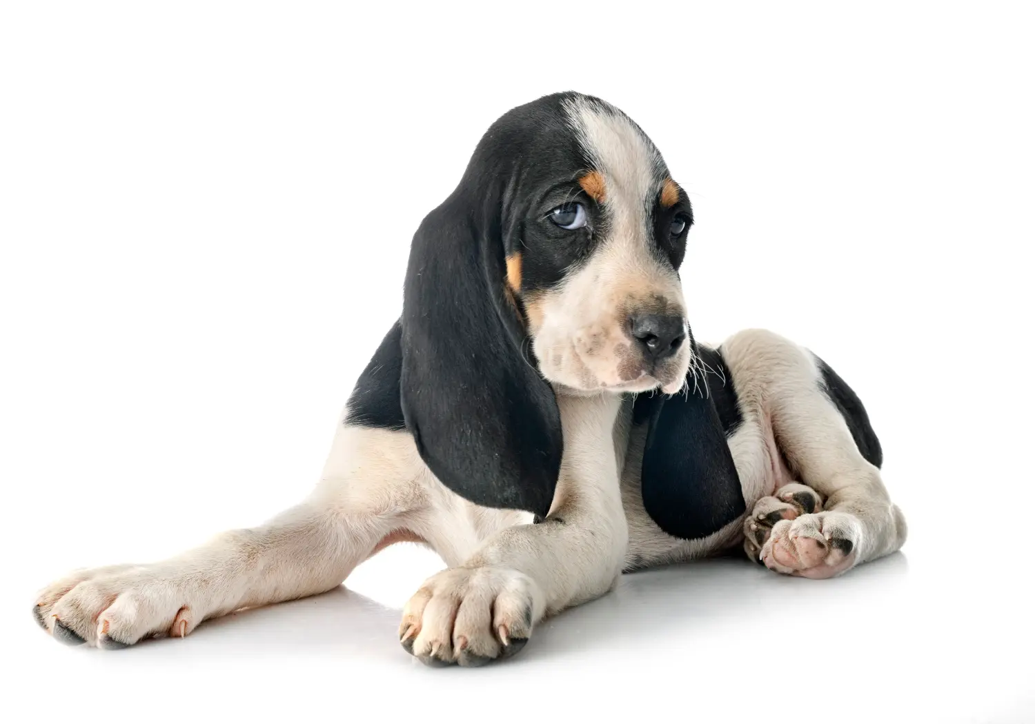 Een Swiss hound puppy kopen betekent verantwoordelijkheid nemen! Puppies van Zwitserse windhond kopen.