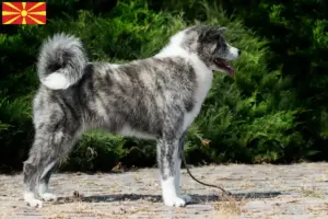 Lees meer over het artikel Akita fokkers en pups in Noord-Macedonië