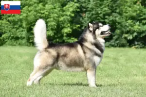 Lees meer over het artikel Alaska Malamute fokkers en pups in Slowakije