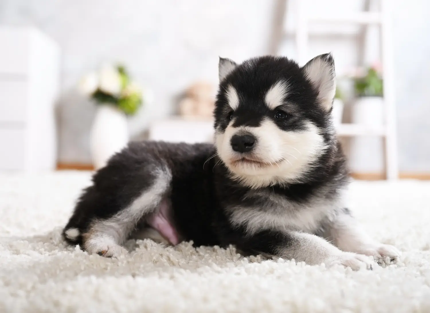 Een Alaska Malamute puppy kopen betekent verantwoordelijkheid nemen! Alaska Malamute puppy kopen.
