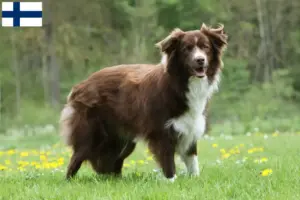 Lees meer over het artikel Border Collie fokkers en pups in Finland