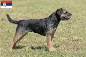 Lees meer over het artikel Border Terriër fokkers en pups in Servië