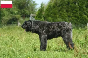 Lees meer over het artikel Bouvier des Flandres fokkers en pups in Polen