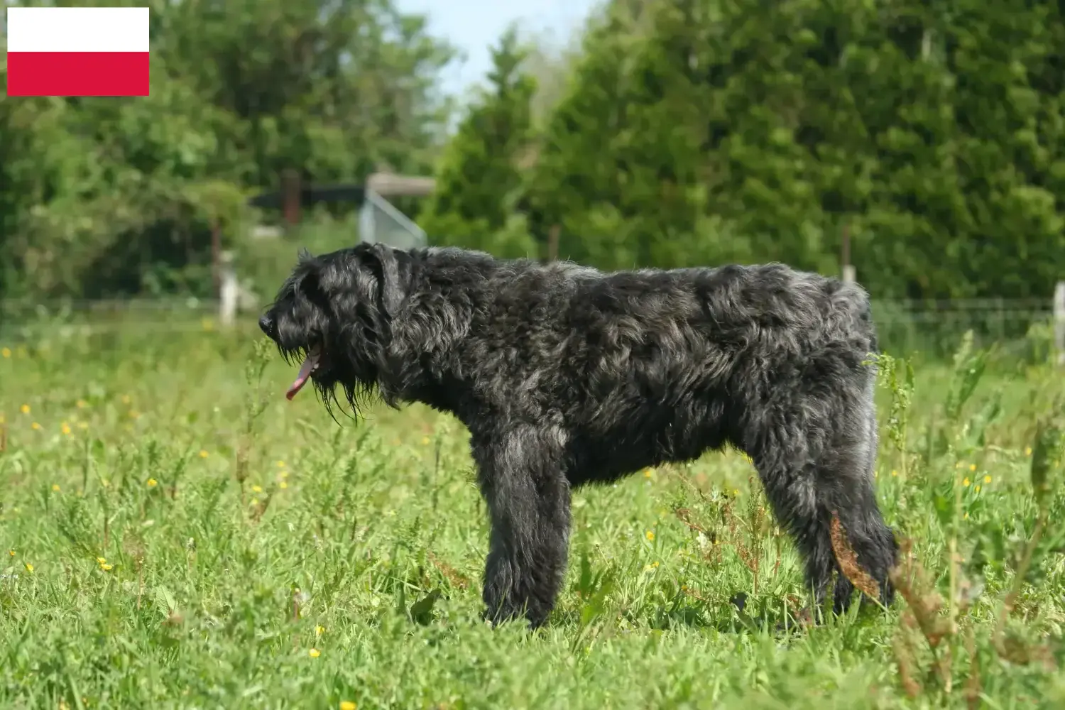 Bouvier des Flandres pups en fokkers Polen Hier vind je Bouvier des Flandres fokkers in Polen.