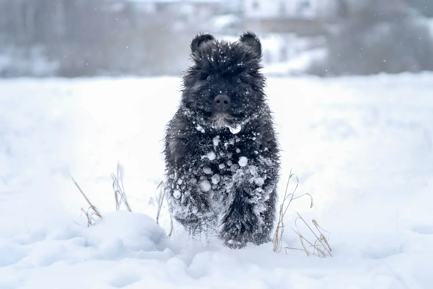 Een Bouvier des Flandres puppy kopen betekent verantwoordelijkheid nemen! Bouvier des Flandres puppy's kopen.